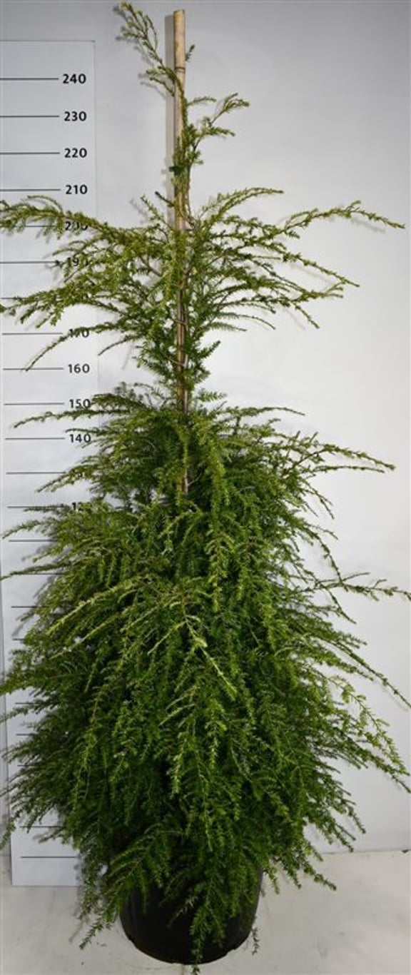 Tsuga canadensis - C65 175-200 CM